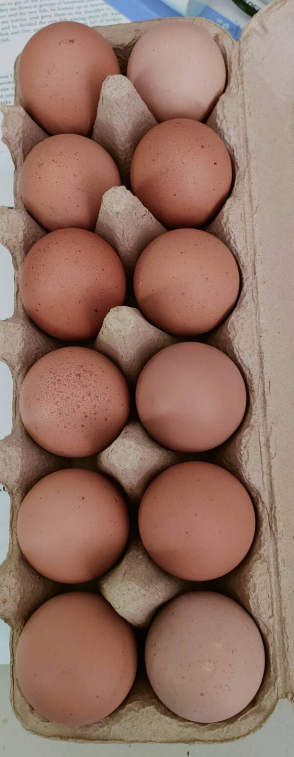 Eggs Free Range
