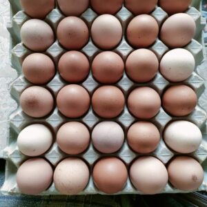 Eggs free range (tray)