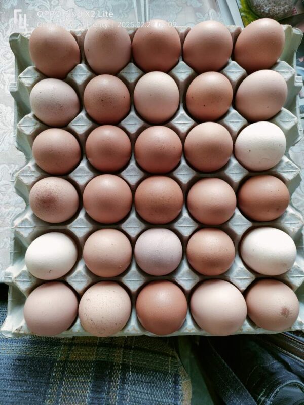 Eggs free range (tray)